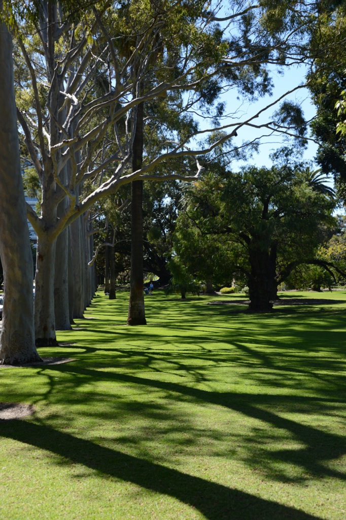 King' Park trees!